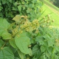 Croton caudatus Geiseler